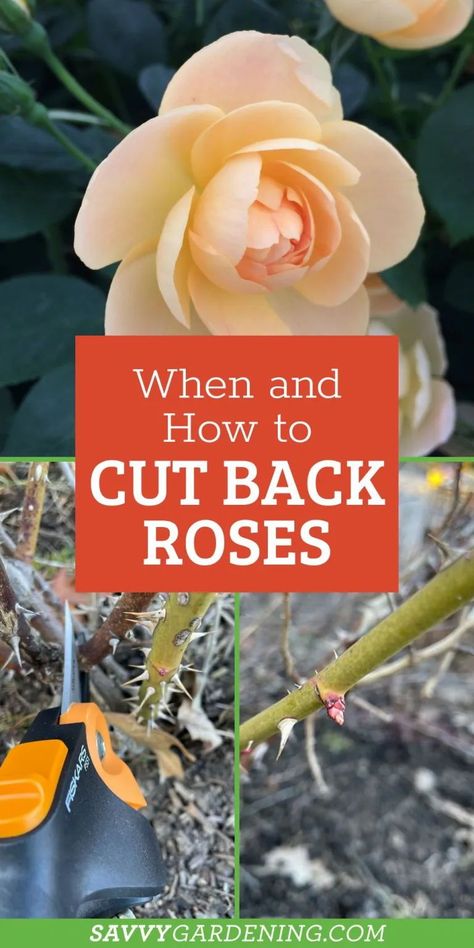 Caring For Roses Bushes, Trim Rose Bushes How To, Rose Pruning Tips, When To Prune Rose Bushes, How To Trim Rose Bushes For Winter, How To Care For Roses Bushes, How To Plant Roses Bushes, Roses Care Tips Gardening, Rose Bush Pruning