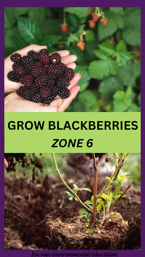 growing blackberries Zone 5 And 6 Gardening, Blackberry Plants How To Grow, How To Grow A Blackberry Bush, Thornless Blackberry Bushes, How To Grow Blackberries, Training Blackberry Bushes, Blackberries Growing, Grow Blackberries, Blackberry Trellis