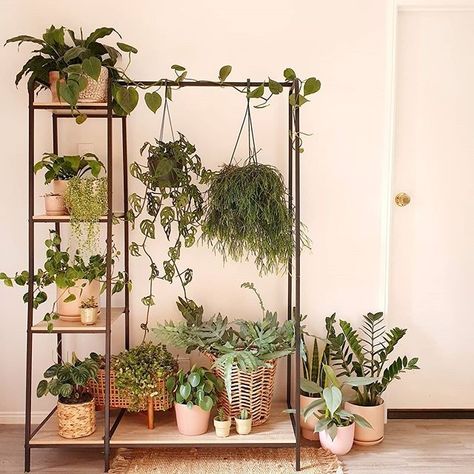 The Warehouse on Instagram: “Garment rack or plant stand? Either way, we're in love 💚🌱🙌 @plantprojectnz” Plant Stand Apartment, Plant Stand Ideas Indoor Living Rooms, Clothes Rack Plant Stand, Plant Stands For Large Plants, Industrial Plant Stand, Clothing Rack Plants, Hanging Plant Stand Indoor, Renter Friendly Plant Display, Wall Plant Stand