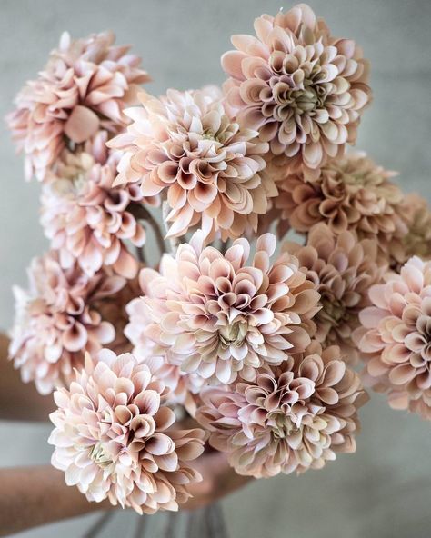 OK, so I think these Blush Dahlias are my favourite from the new faux flower collection (but oh so difficult to decide, so let's just say that today these are my favourite!) ... every petal is exquisitely hand painted and the detailing on the stems is brilliant. Follow link in our profile to view and shop the full collection ... xx Philippa Craddock, Cut Flower Garden, Deco Floral, Flower Farm, Beautiful Blooms, Faux Flowers, Cut Flowers, Love Flowers, My Flower