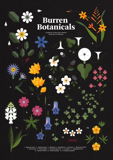 Sally Caulwell, Flower Illustration Design, Illustration Infographic, Flower Graphic Design, Illustration Botanique, Illustration Agency, Art Et Illustration, Flower Graphic, Plant Illustration