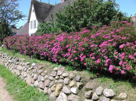 Neon Flash Spirea is hardy like most Spirea's and has beautiful bright pink blooms in the summer.  It maintains a fairly neat shape easily without pruning. Spiraea Japonica, Country Fences, Fragrant Plant, Starter Plants, Plant Combinations, Diy Landscaping, Flowering Shrubs, Terrace Garden, Trees And Shrubs