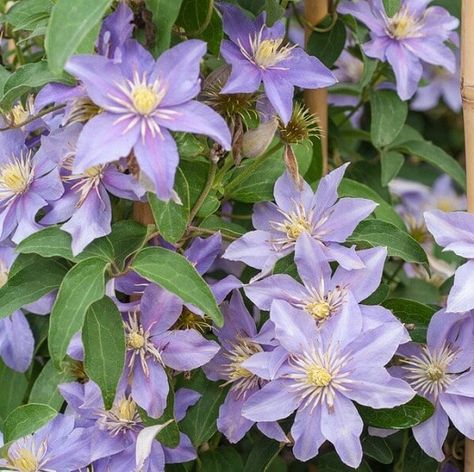 Lavender Clematis, Clematis Varieties, Climber Plants, Purple Clematis, Clematis Montana, Flower Board, Clematis Plants, Clematis Flower, Clematis Vine