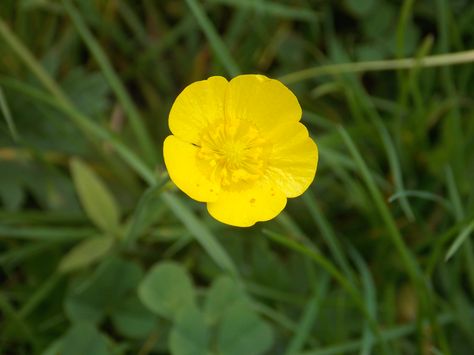 Butter Cup Flower Butter Cup Flower, Cup Flower, Family Flowers, Flower Sleeve, Make Photo, Butter, Plants, Flowers