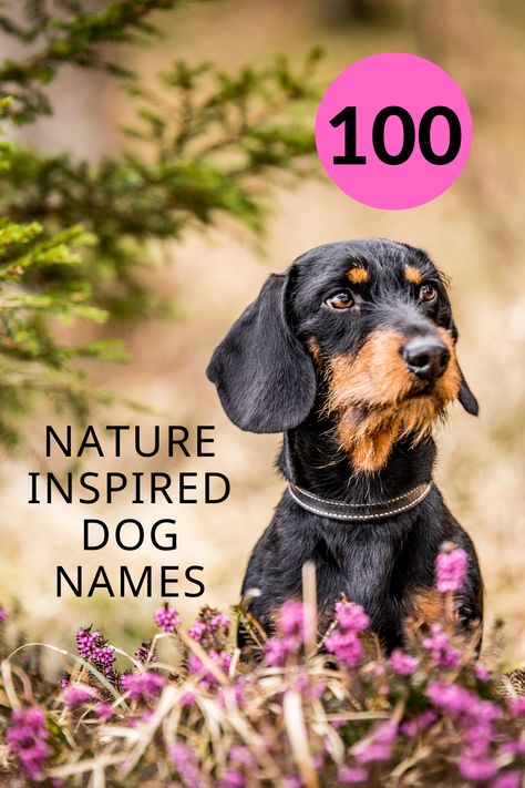 A list of over 100 nature inspired dog names. #DogNames #PuppyNames #NatureInspiredDognames #NameMyDog Dog Names Unique, Female Dog Names, Shadow Plants, Me And My Dog, Group Of Dogs, Puppy Names, Dog Blog, Hand In Hand, Dog Names