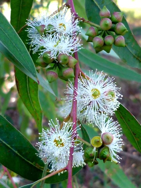 Citizen Science, Show White, Fruit Seeds, Tall Trees, Black Seed, Single Flower, Flower Bud, Yellow And Brown, Flower Painting