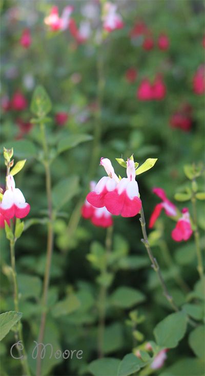 Hot Lips Salvia, Hot Lips Plant, Australian Cottage, Cottage Style Garden, Salvia Plants, Garden Magic, Bees And Butterflies, Lavender Garden, Plant Growing