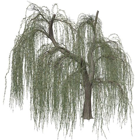 Willow Tree Art, Dandelion Wine, Weeping Willow Tree, Ap Studio Art, Weeping Willow, Tree Seeds, Painting Medium, Willow Tree, Scientific Illustration