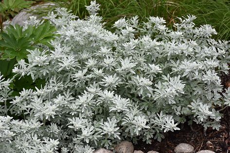 Click to view a full-size photo of Silver Brocade Artemesia (Artemisia stelleriana 'Silver Brocade') at Westwood Gardens Artemisia Plant, Wormwood Plant, Garden Border Edging, Front Yard Plants, Silver Plant, Low Water Gardening, Alpine Garden, Full Size Photo, Herbaceous Perennials