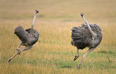 Ostriches can be run at a speed of over 70 km / h (43 mph) and able to cover 3-5 m (9.8 to 16 feet) in a single step. Ostrich Running, National Geographic Wild, Wild Animals Attack, Animal Hunting, Masai Mara National Reserve, Animal Attack, Big Animals, Masai Mara, Wild Creatures