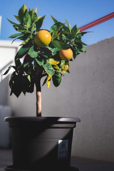 Simple Steps to Repot a Lemon Tree - Plants Craze Draw Lemon, Lemon Tree Potted, Plants That Repel Spiders, Growing Lemon Trees, Feng Shui Plants, How To Grow Lemon, Lucky Plant, Citrus Trees, Jade Plants