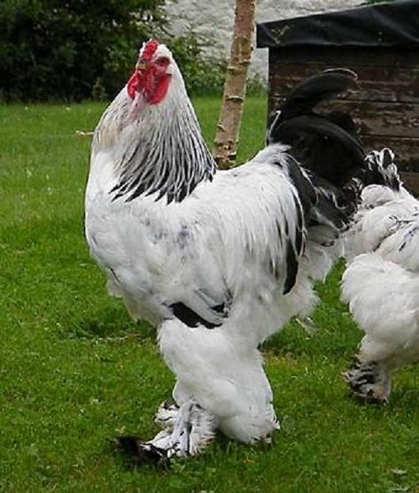 Gallina brahma Light Brahma Chicken, Brahma Rooster, Light Brahma, Brahma Chicken, Fancy Chickens, Chicken Bird, Beautiful Chickens, Hen Chicken, Chickens And Roosters