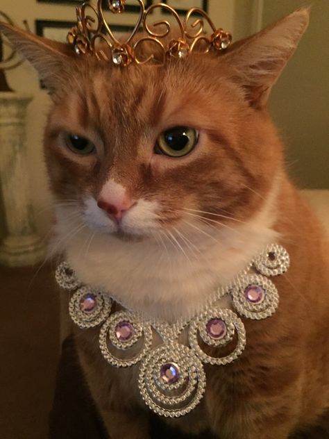 The beautiful Queen Ginger Cat... Cute Cat Memes, Diamond Cat, Fancy Cats, Ginger Cat, Cat Model, Cat Fashion, Your Cute, Cat Facts, Ginger Cats