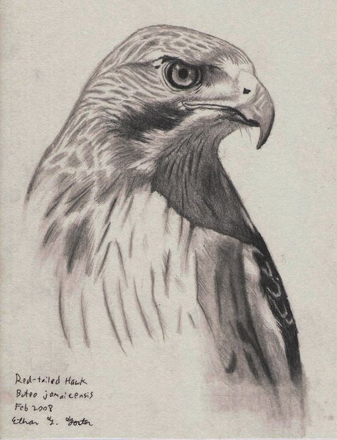 , Red Tail Hawk Drawing, Pencil Drawings Of Birds, Hawk Sketch, Amazing Pencil Drawings, Drawings Of Birds, Falcon Drawing, Horse Pencil Drawing, Sketchbook Prompts, Realistic Animal Drawings