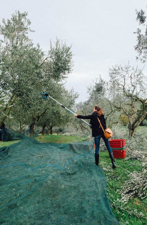 Olive Harvesting, Olive Picking, Greece Museum, Agriculture Photography, Commercial Farming, Olive Harvest, Big Farm, Olive Gardens, Farm Style