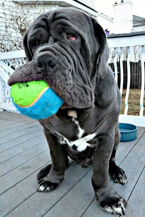 Neapolitan Mastiff Dogs, Napoleon Mastiff, British Mastiff, Neo Mastiff, Mastiff Dog Breeds, Neapolitan Mastiff, Mastiff Breeds, Neapolitan Mastiffs, Giant Dog Breeds