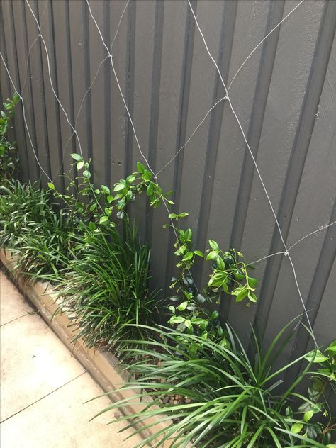 Fence color perfection. Dulux Woodland Grey Woodland Grey Fence, Garden Gates And Fencing, Side Yard Landscaping, Small Backyard Design, Side Garden, Wall Garden, Garden Fencing, Garden Fence, Courtyard Garden