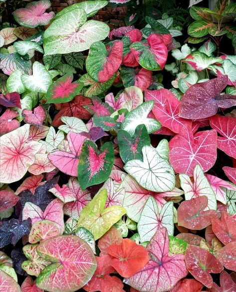 Caladium Plant Varieties, Caladium Garden, Alocasia Plant, Large Indoor Plants, Paper Plants, Flower Bulbs, Garden Mini, Home Gardening, Garden Bulbs