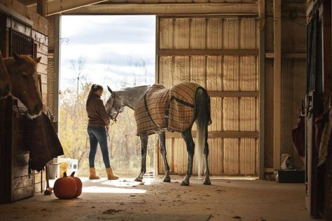 Learn Whether You Have the Time to Care for a Horse or Pony Horse Ownership, Buy A Horse, Horse Info, Types Of Horses, Horse Boarding, Equestrian Lifestyle, Horse Health, Horse Owner, Horse Blankets