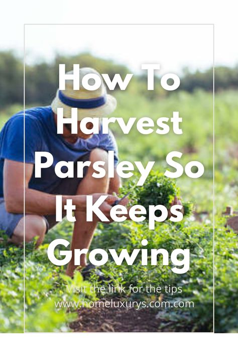 When to harvest parsley and how to harvest parsley so that it keeps growing without killing the plant we answer these two questions about growing Parsely Harvest Parsley, Curly Parsley, Healing Plants, The Plant, Herb Garden, Parsley, Beautiful Gardens, Herbs, Healing