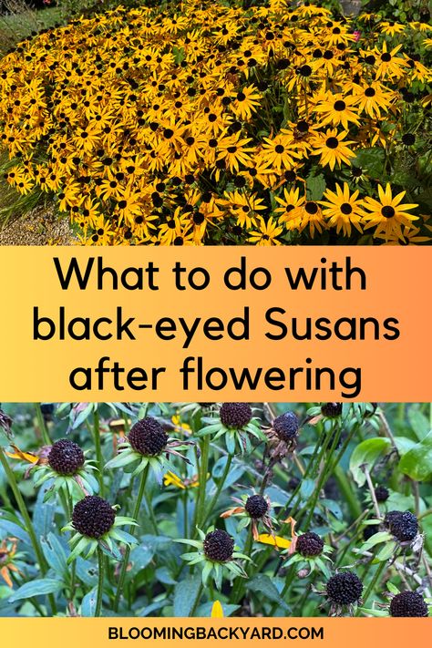 What to Do With Your Black-Eyed Susans (Rudbeckia) After Flowering Black Eyed Susan Arrangement, What To Plant With Black Eyed Susans, Brown Eyed Susan Flower, Black Eyed Susan Landscaping, Blackeyed Susans Flowers, Black Eyed Susan Garden, Rudbeckia Flower, Blackeyed Susans, Black Eye Susan