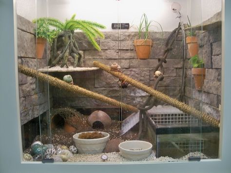 Almost Everything You Need to Know About Hermit Crab Care Cool Hermit Crab Habitat, Hermit Crabs Habitat Ideas, Diy Hermit Crab Habitat, Hermit Crab Tank Ideas, Hermit Crab Habitat Ideas, Hermit Crab Care, Hermit Crab Cage, Crab Habitat, Hermit Crab Homes