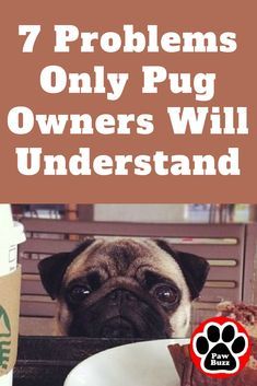 If you own a pug, this one's for you.😊 Pug Facts, Pug Quotes, Best Puppy Food, Pet Pug, Puppy Ideas, Cute Pug Puppies, Puppy Time, Pugs And Kisses, Baby Pugs