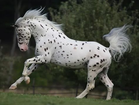 21 Horses With The Most Beautiful & Rare Colors In The World – Page 8 of 21 – InspireMore Spotted Horse, Leopard Appaloosa, Rare Horses, Pinto Horse, American Animals, Most Beautiful Horses, Appaloosa Horses, Majestic Horse, All The Pretty Horses