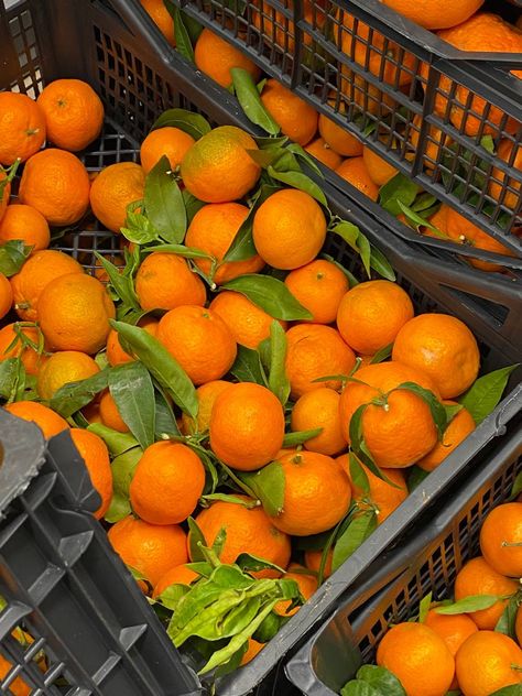 Clementines aesthetic store winter Clementines Aesthetic, Clementine Aesthetic, Aesthetic Store, Orange Number, Aesthetic Stores, Orange Aesthetic, Number 2, So Beautiful, Diner