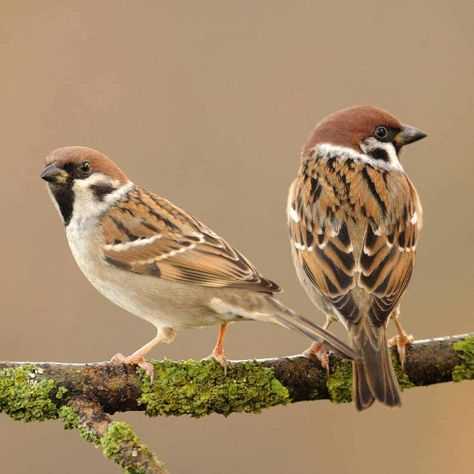 All about the Tree sparrow - GardenBird Tree Sparrow, Sparrow Art, Vogel Tattoo, House Sparrow, Sparrow Bird, 그림 낙서, Bird Wallpaper, Sparrows, Nature Birds