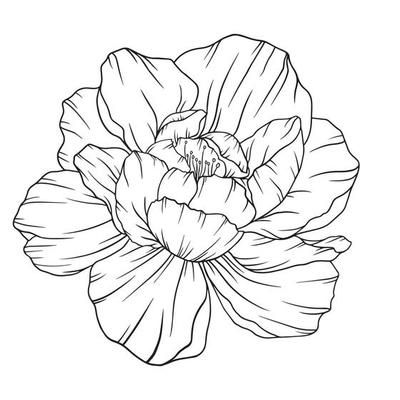 Peony Outline Isolated, Line Art Peonies, Floral Line art, Botanical Line drawing 5231052 Vector Art at Vecteezy Peony Outline, Line Art Projects, Line Art Botanical, Peony Drawing, Floral Line Art, Botanical Line Drawing, Flower Line Drawings, Peony Painting, Hand Painted Wallpaper