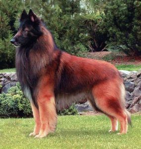 El pastor belga laekenois, poco popular pero excelente mascota · Wakyma Belgian Tervuren, Regnul Animal, Rare Animals, Cane Corso, Australian Shepherd, Doberman, Beautiful Dogs, Rottweiler, Dalmatian