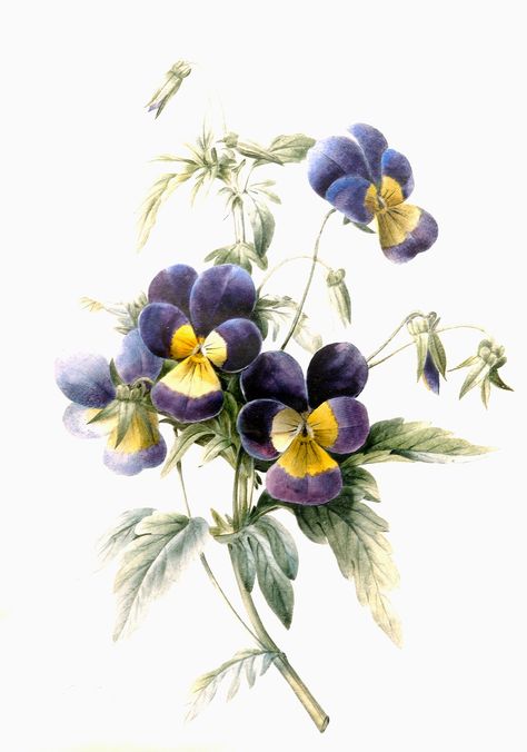 Pansy Illustration, Botanical Prints Free, Watercolor Botanicals, Antique Show, Fall Art, Global Art, Floral Vintage, Flower Art Painting, Autumn Art