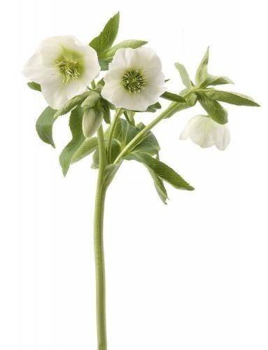 Hellebore White White Hellebore, Mug Noel, Easter Green, Spring Awakening, Christmas Rose, Hygge Home, Green Spring, Single Flower, Spring Green