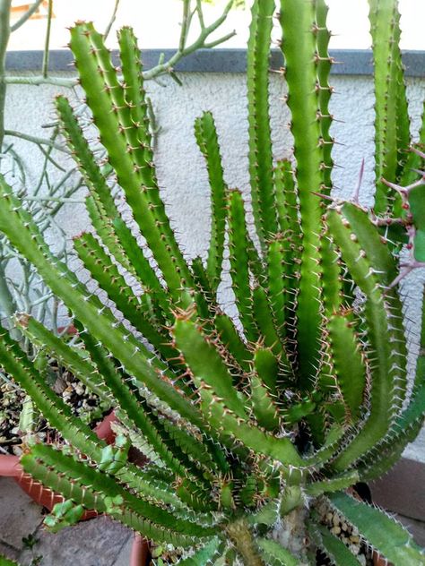 euphorbia evansii Creative Gardens, Cacti And Succulents, Cactus Plants, Succulent, Cactus, Plants