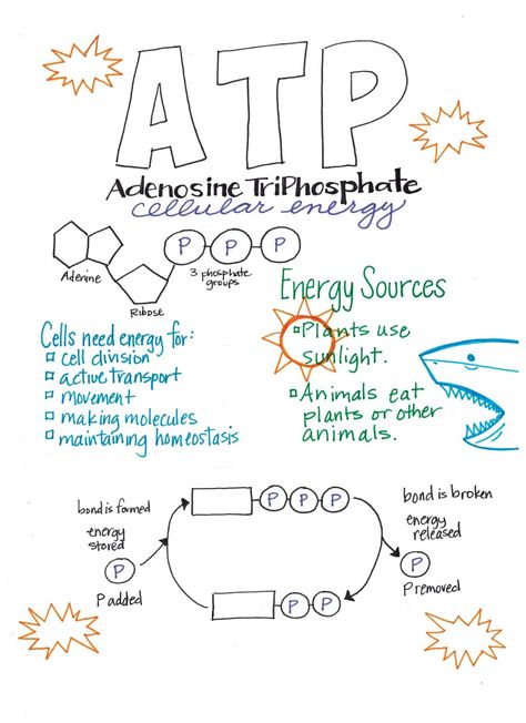Atp Biology Notes, Atp Biology, Nutritional Biochemistry, Final Exam Study Tips, What Is Cell, Anatomy Notes, Medical Esthetician, Basic Anatomy, Science Kids