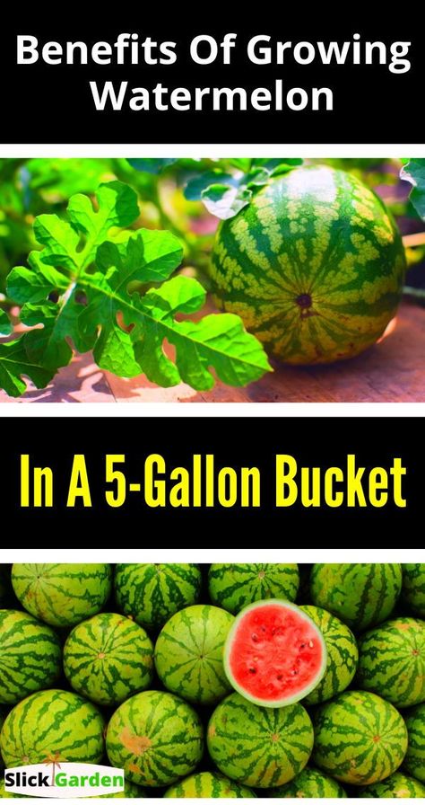 How To Plant Watermelon Plants, Watermelon Plants, How To Plant Watermelon, Watermelon Gardening, Watermelon In Pots Growing, Planting In Buckets, How To Grow Watermelon Vertically, Watermelon Growing Tips, Growing Melons In Containers