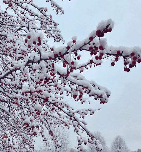 Pretty Like Blood In Snow, Red Snow Aesthetic, Blood In Snow Aesthetic, Blood In The Snow, Blood In Snow, Orin The Red, Icewing Oc, Blood Astethic, Snow And Blood