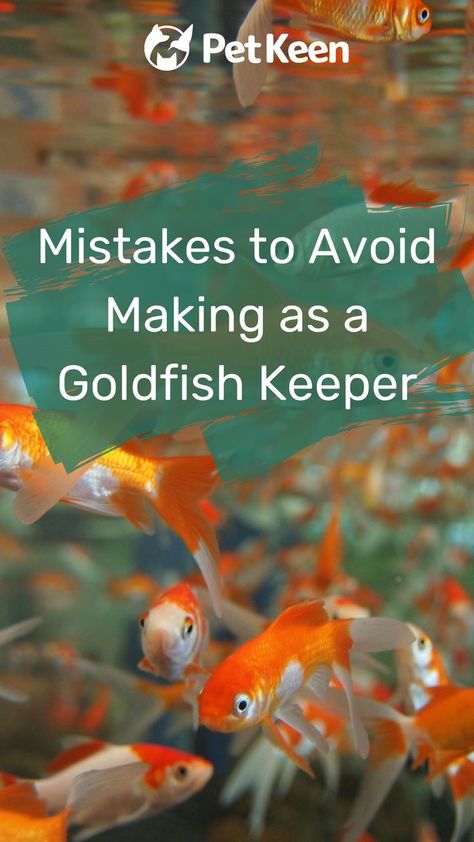 Goldfish Care Tips, How To Take Care Of Goldfish, Fancy Goldfish Tank Setup, Goldfish Terrarium, Gold Fish Tank Ideas Aquarium, Goldfish Tank Aesthetic, Gold Fish Tank Ideas, Goldfish Aquarium Ideas, Goldfish Tank Ideas