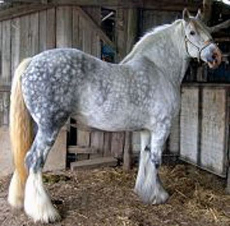 Grey Clydesdale Grey Clydesdale, Percheron Horse, Percheron Horses, Clydesdale Horses, Barrel Racing Horses, Draft Horse, Big Horses, Black Horses, Most Beautiful Horses