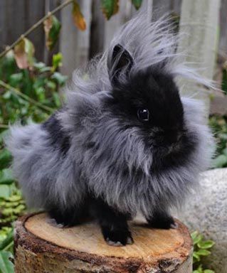 This is ridiculously adorable!! He looks JUST LIKE SAM!!! <3 <3 I need one....  Double-Maned Lionhead Rabbit Black Lionhead Bunny, Rabbit Black, Lionhead Rabbit, Black Rabbit, Rabbit Care, Pet Bunny, Bunny Pictures, Pet Rabbit