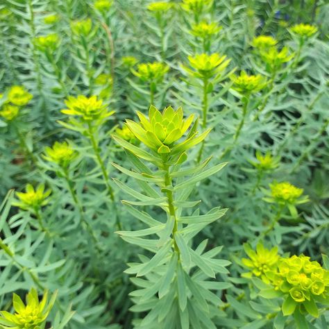 Euphorbia seguieriana subspecies niciciana Euphorbia Seguieriana, Almond Tree, Herbaceous Border, Tree Garden, Cottage Garden Plants, Country Gardens, English Style, Country Gardening, Cottage Garden