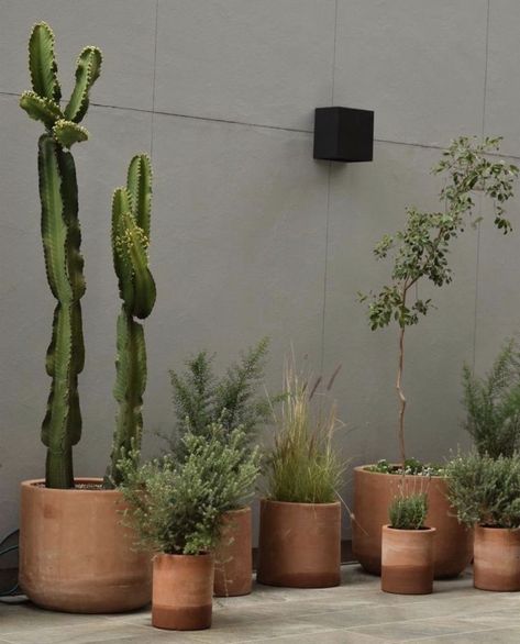 Cactus In Terracotta Pot, Italian Terrace, Side Walkway, Living Room Plants, Casa Country, Indoor Trees, Terracotta Plant Pots, Cactus Planter, Front Patio