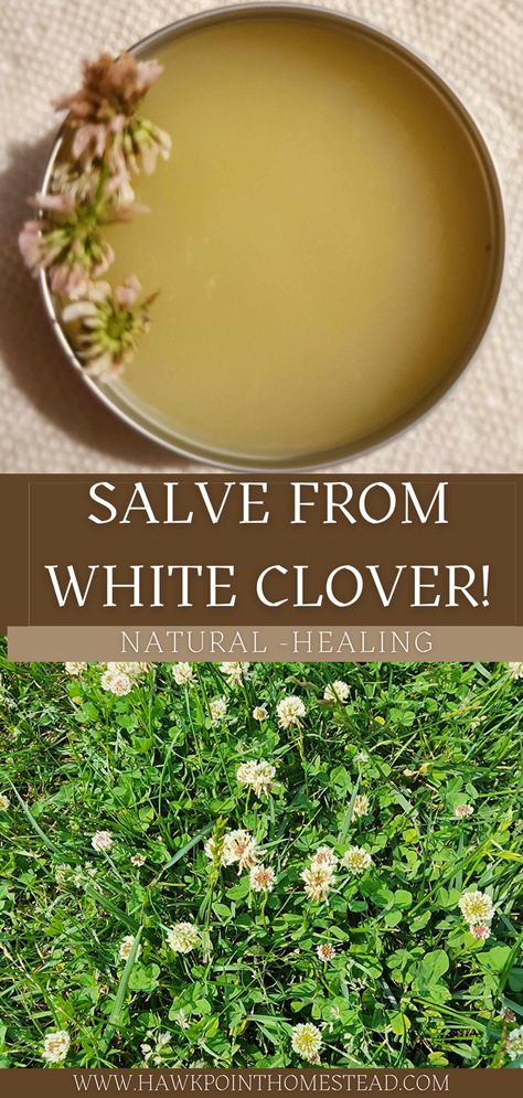 This white clover salve recipe is easy to make from just a few natural ingredients.  The white clover herbal salve, as stated in this article, can be used for external use for skin issues conditions and skin irritations such as to possible treat minor cuts, wounds, sores, and burns. White Clover Jelly, Mint Salve Recipe, White Clover Recipes, Peony Salve, Herbal Salve Recipes, Rose Salve, Herbal Medicine Recipes, Herbal Remedies Recipes, Medicinal Herbs Garden