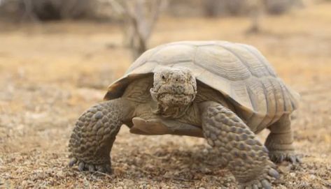 Tortoise Habitat, Desert Tortoise, Galapagos Tortoise, Giant Tortoise, Desert Animals, Mojave Desert, Sonoran Desert, Galapagos Islands, Nature Conservation