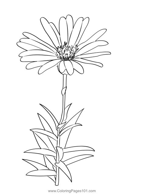 Aster Flower Coloring Page Aster Flower Tattoo Stencil, Aster Drawing, Asters Flower, Aster Flower Drawing, Aster Flower Painting Easy, Aster Sketch, Aster Flower Outline, Aster Line Drawing, Aster Illustration Flower