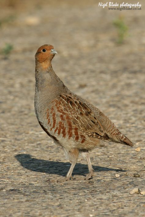 Grey Partridge Perdix perdix | Flickr Partridge Drawing, Partridge Painting, Red Legged Partridge, Partridge Bird, Grey Partridge, Bird Beaks, Partridge, Pheasant, Sketch Book