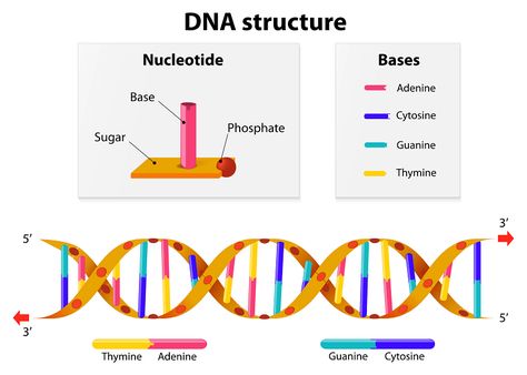 DNA Structure for DNA Keychain Project Dna Lesson, Tabernacle Of Moses, Dna Drawing, Microbiology Study, Dna Facts, Dna Structure, Handwriting Tips, Dna Project, Bio Notes