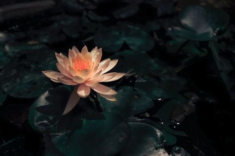 Ten Percent Happier, Rule Of Thirds Photography, Lotus Image, Holistic Massage, White Lotus Flower, Mother Images, Thinking Of Someone, Buddhist Traditions, Spa Retreat