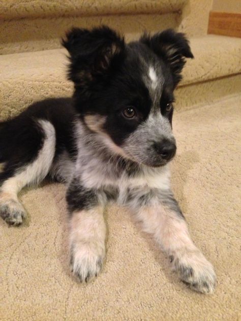 Border collie / Blue heeler mix. <3  http://www.pinterest.com/SratStylista/ Collie Mix, Blue Heeler, Border Collie, Blue, White, Black